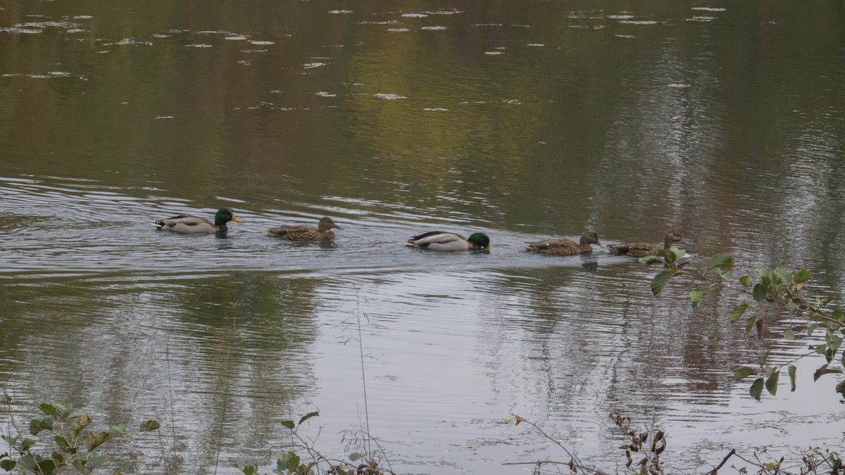 Зэрлэг нугас - ML647102024