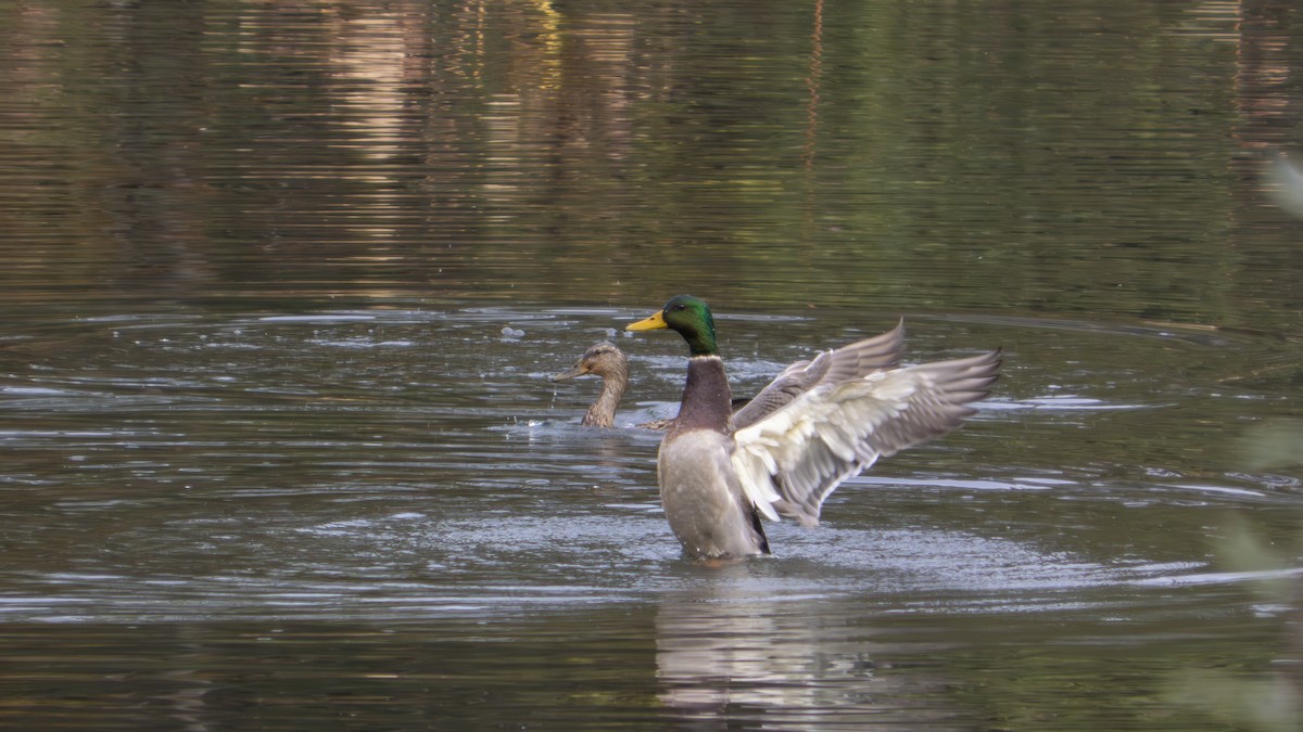 Зэрлэг нугас - ML647102025