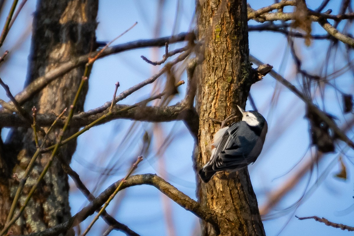 White-breasted Nuthatch - ML647102029