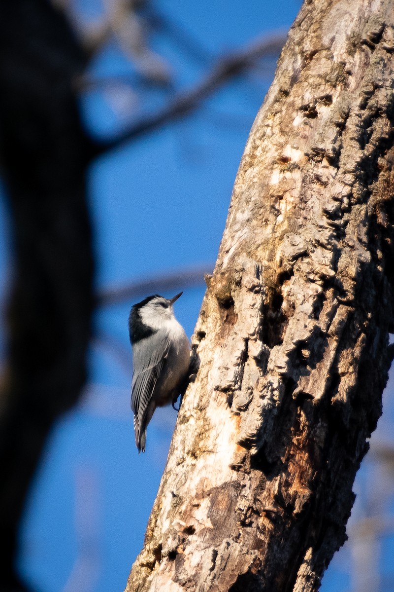 White-breasted Nuthatch - ML647102030