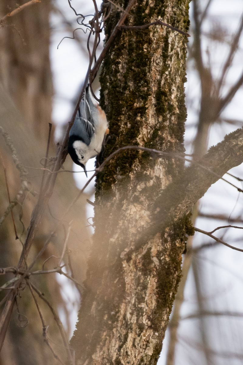 White-breasted Nuthatch - ML647102031