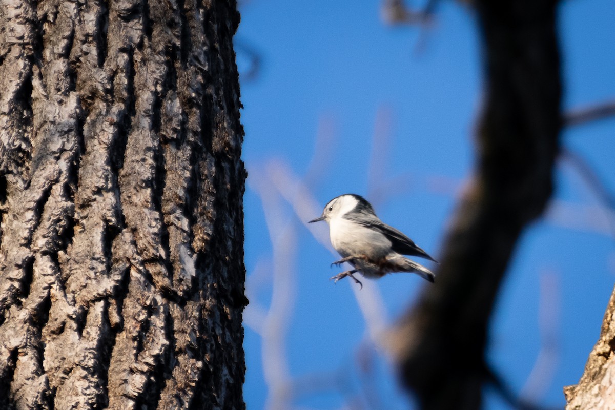 White-breasted Nuthatch - ML647102032