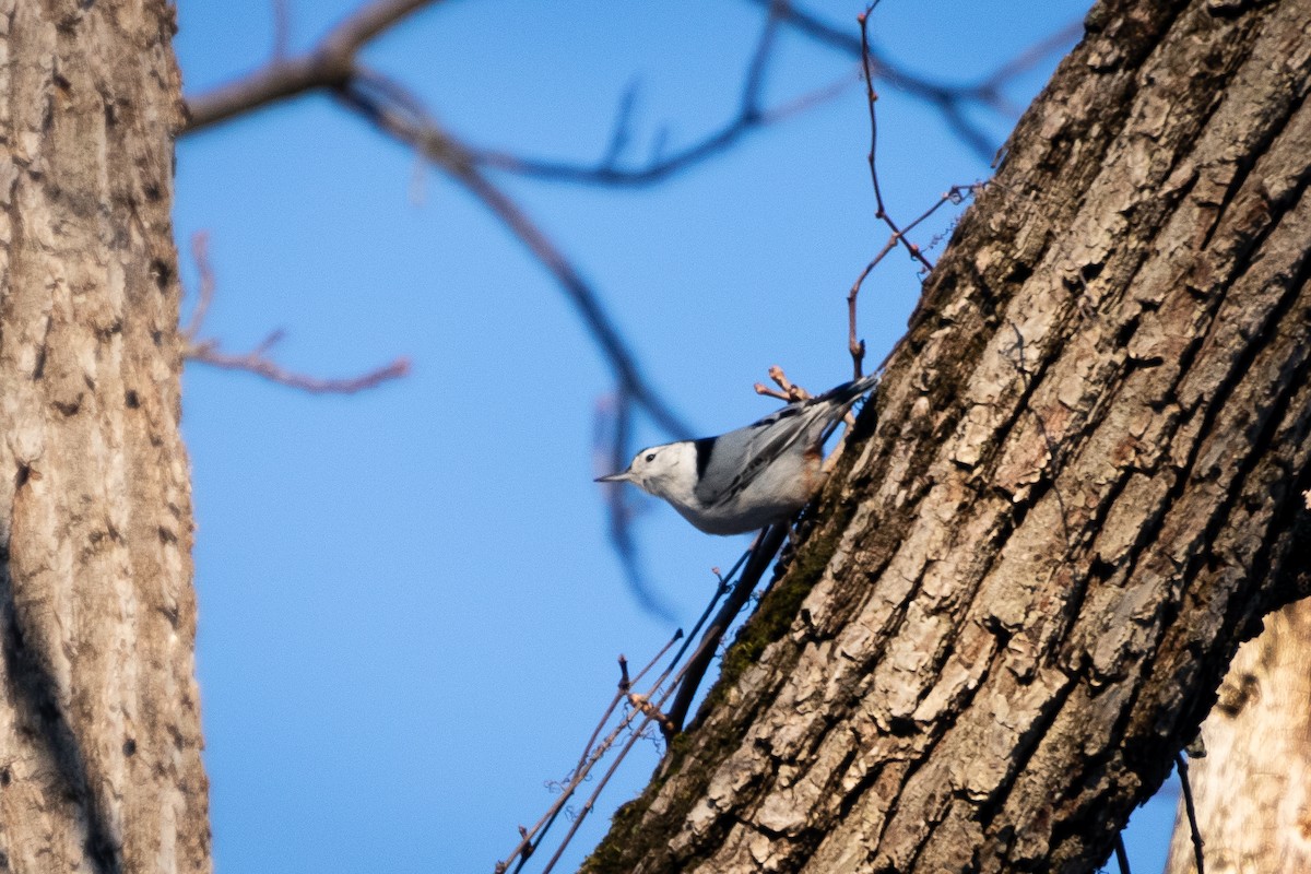 White-breasted Nuthatch - ML647102033