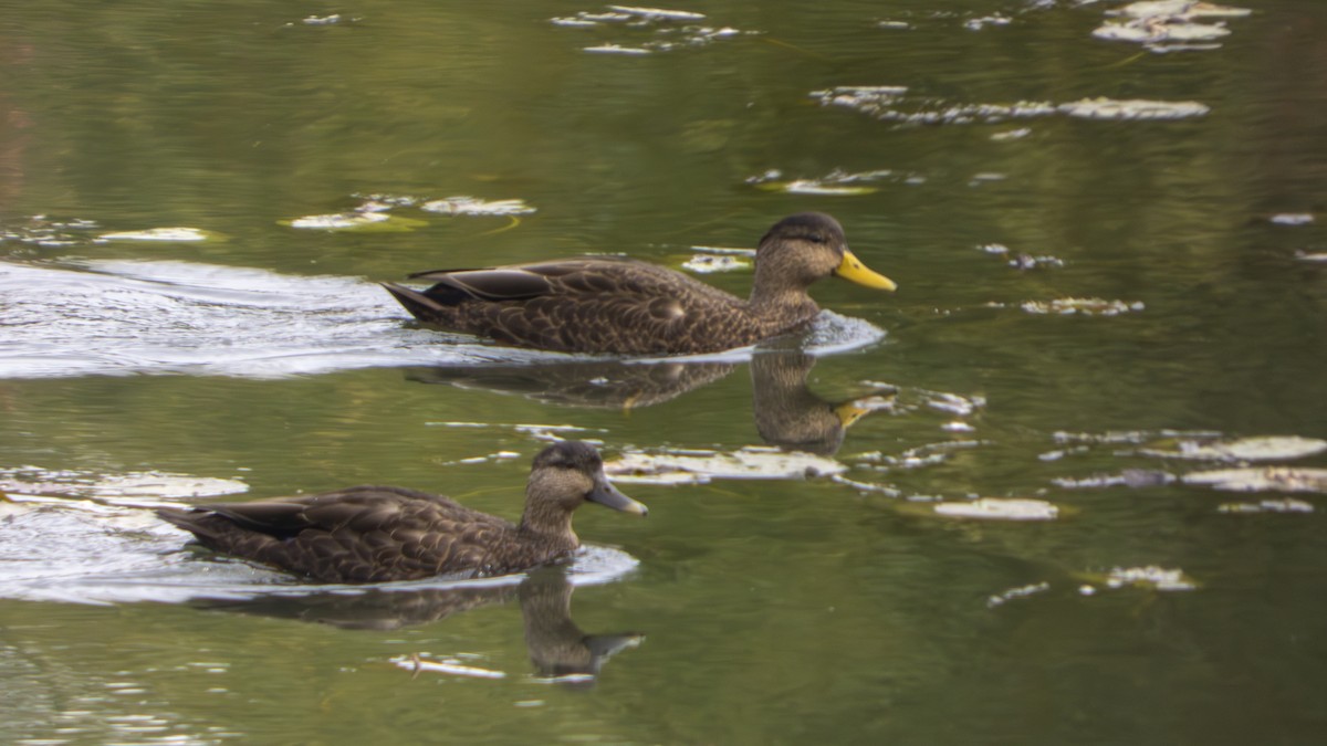 American Black Duck - ML647102034