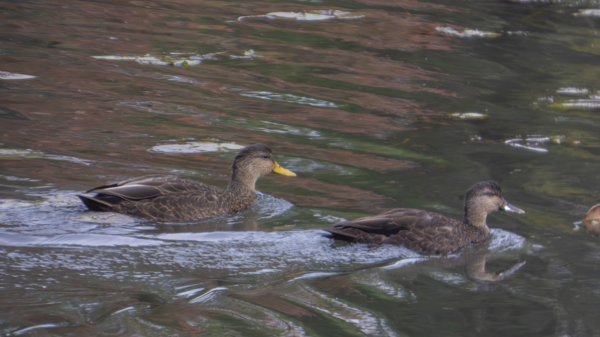 American Black Duck - ML647102035