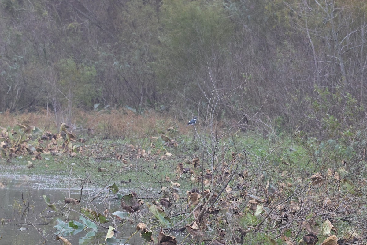 שלדג אמריקני - ML647102038
