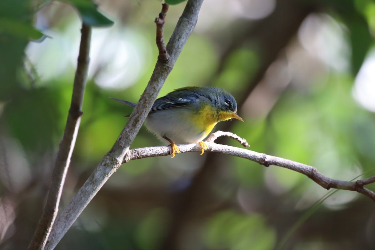 Northern Parula - ML647102051