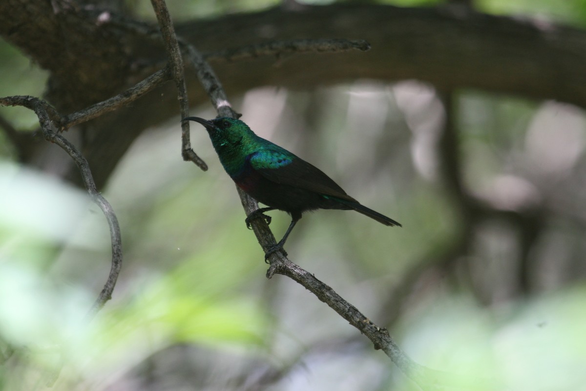 Marico Sunbird - ML647102055