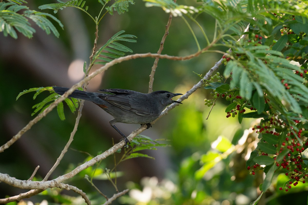 Miaulari grisa - ML647102056