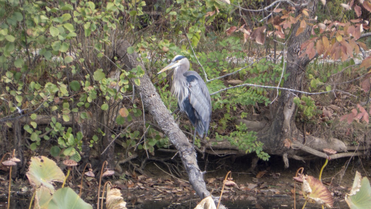 Great Blue Heron - ML647102057