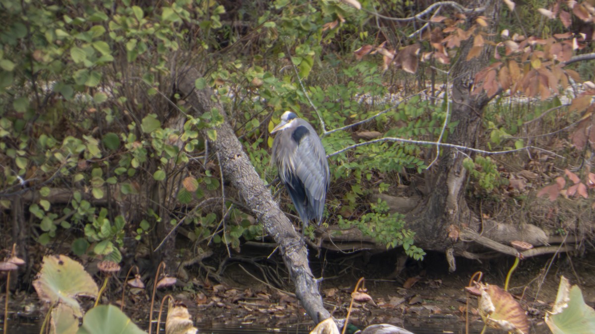 Great Blue Heron - ML647102058