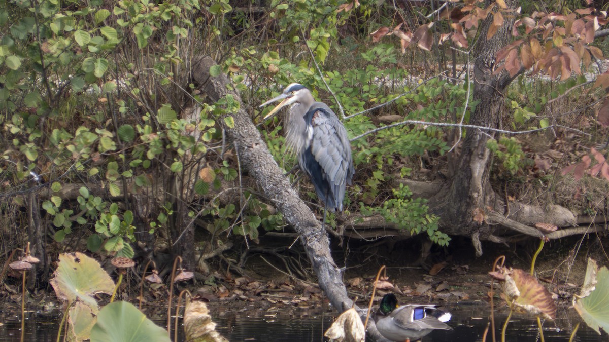 Great Blue Heron - ML647102059