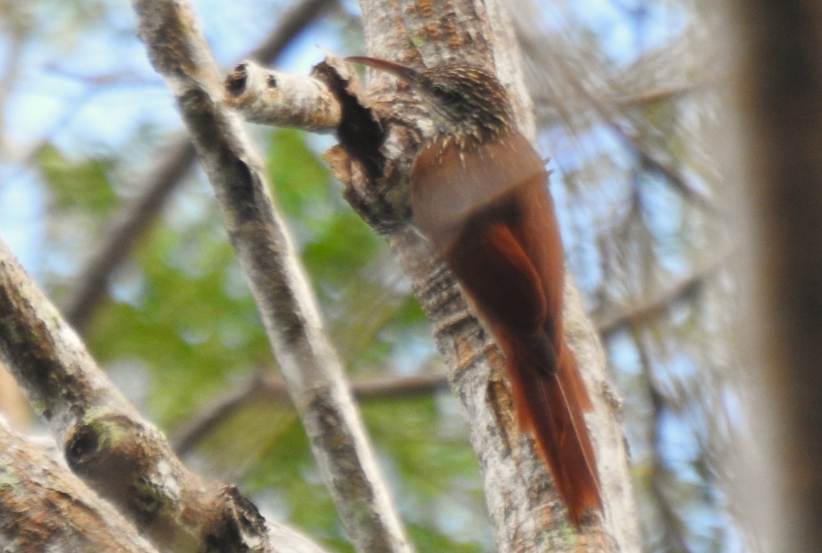 Streak-headed Woodcreeper - ML647102060
