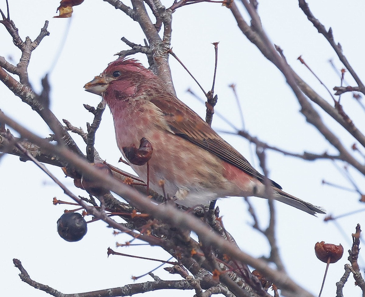 Purple Finch - ML647102061