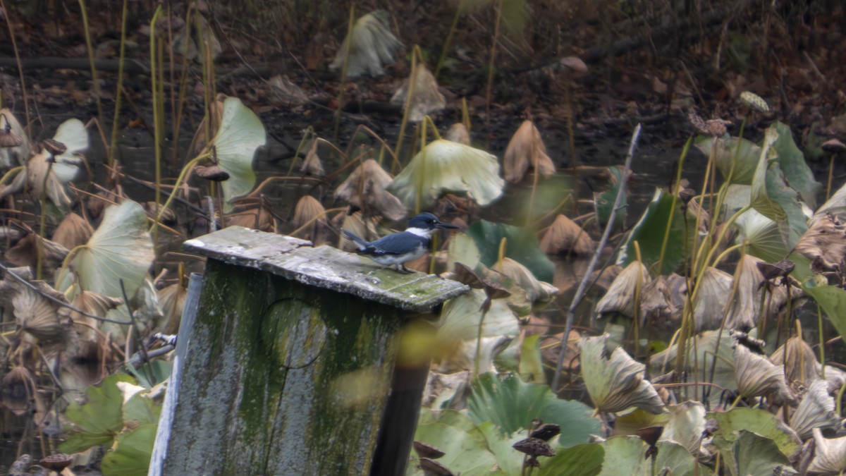 שלדג אמריקני - ML647102064