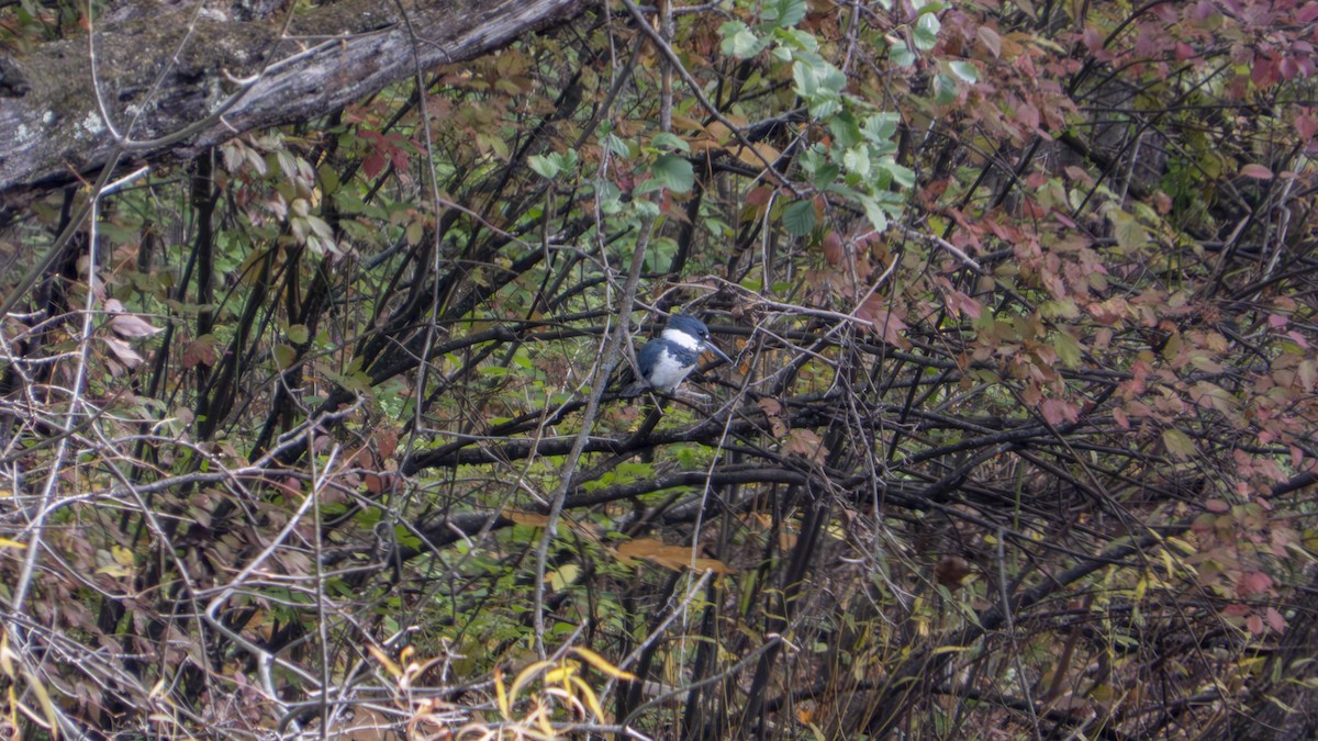 שלדג אמריקני - ML647102065