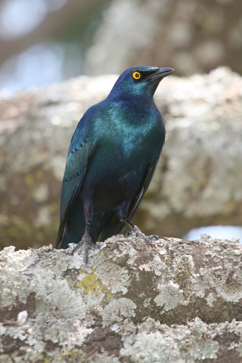 Greater Blue-eared Starling - ML647102069
