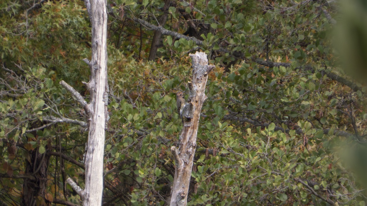 Northern Flicker - ML647102070