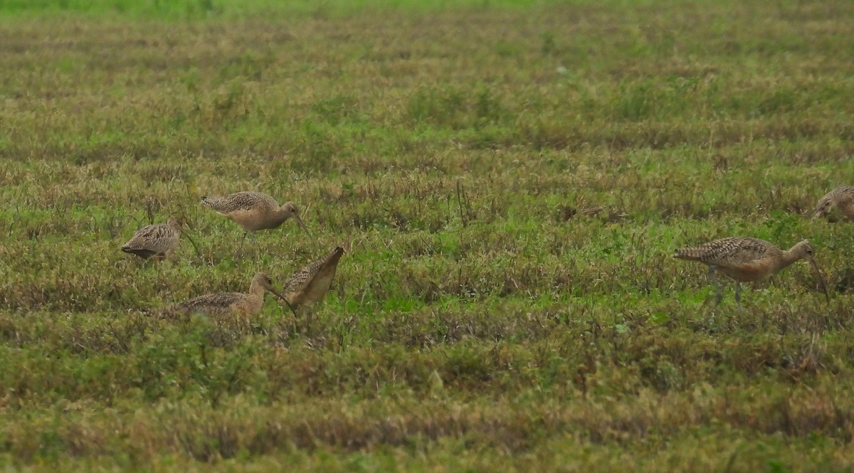 Кульон американський - ML647102073
