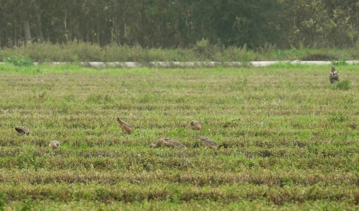 Кульон американський - ML647102074