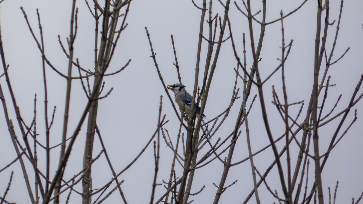Blue Jay - ML647102075