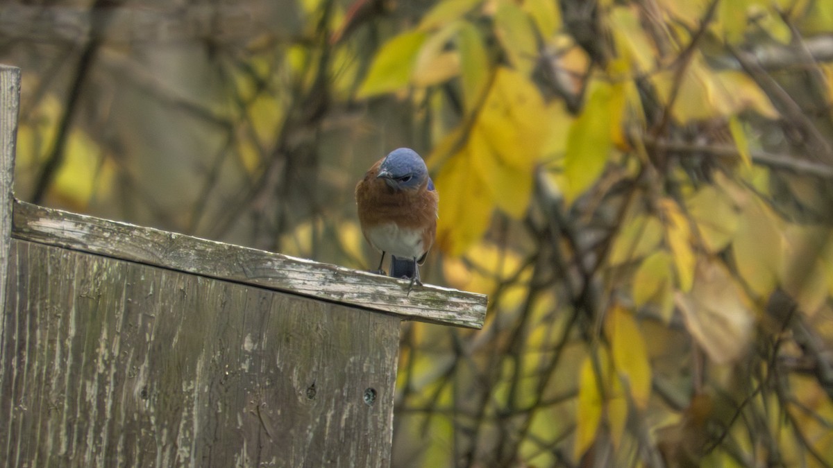 Eastern Bluebird - ML647102085