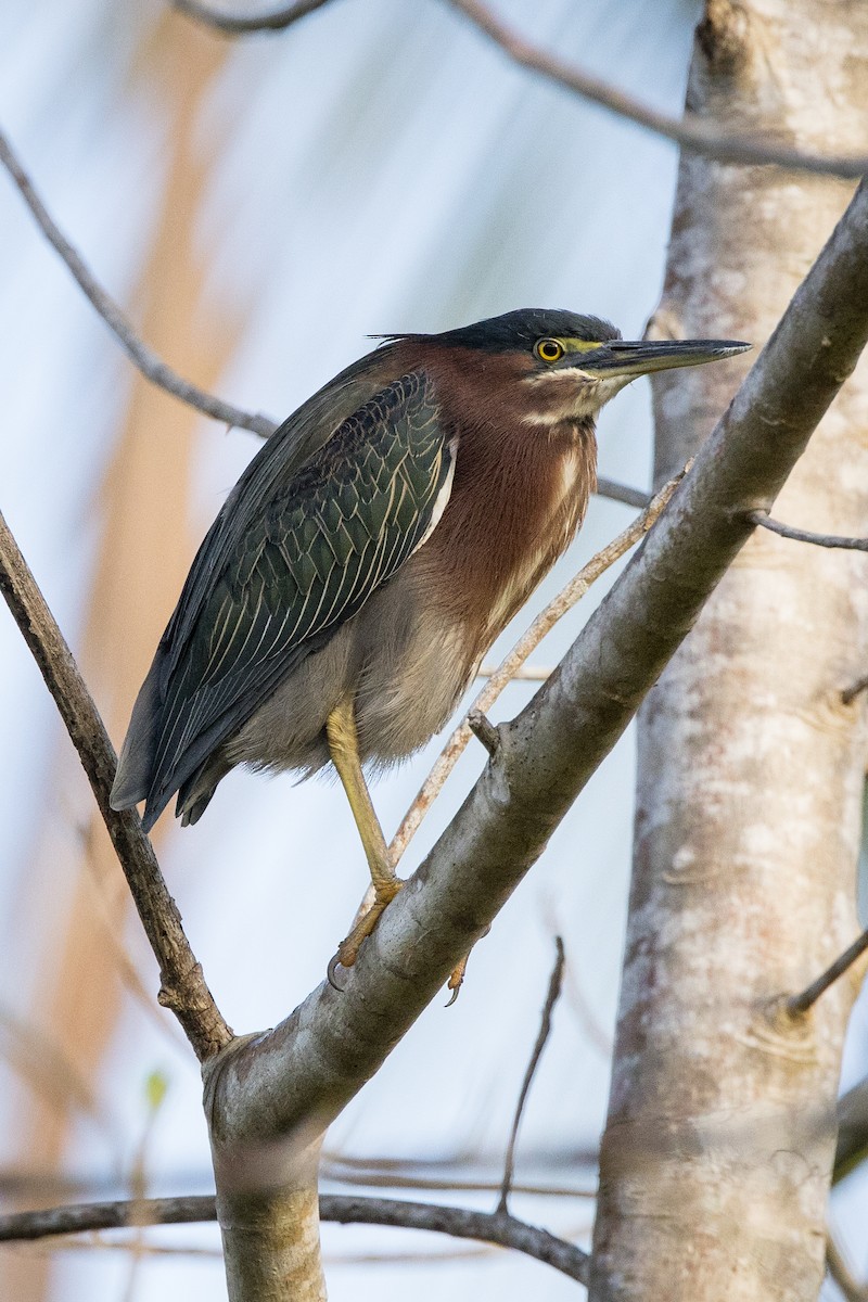Garcilla Verde - ML647102086