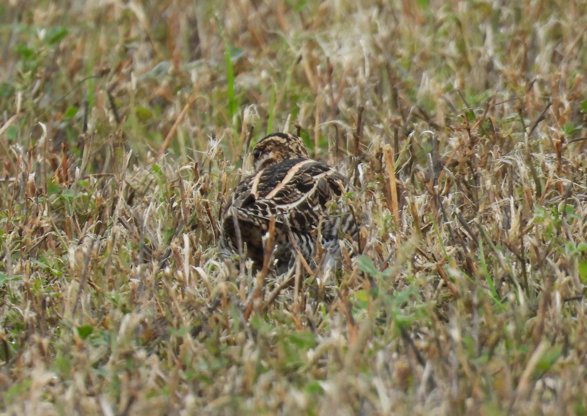 Wilson's Snipe - ML647102087