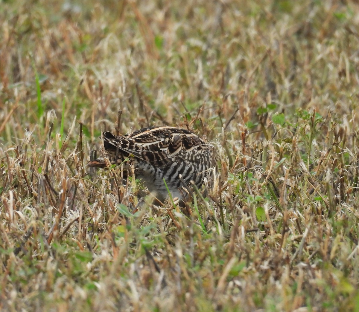 Wilson's Snipe - ML647102088