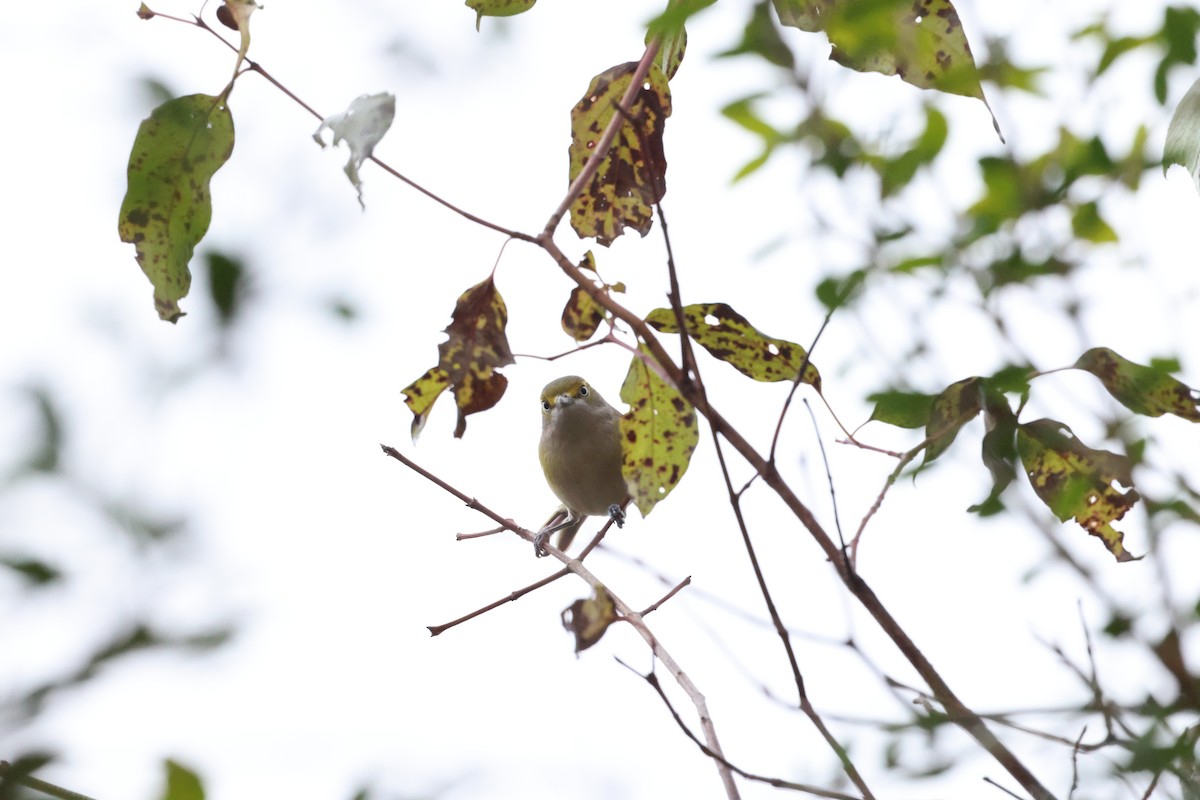 White-eyed Vireo - ML647102090