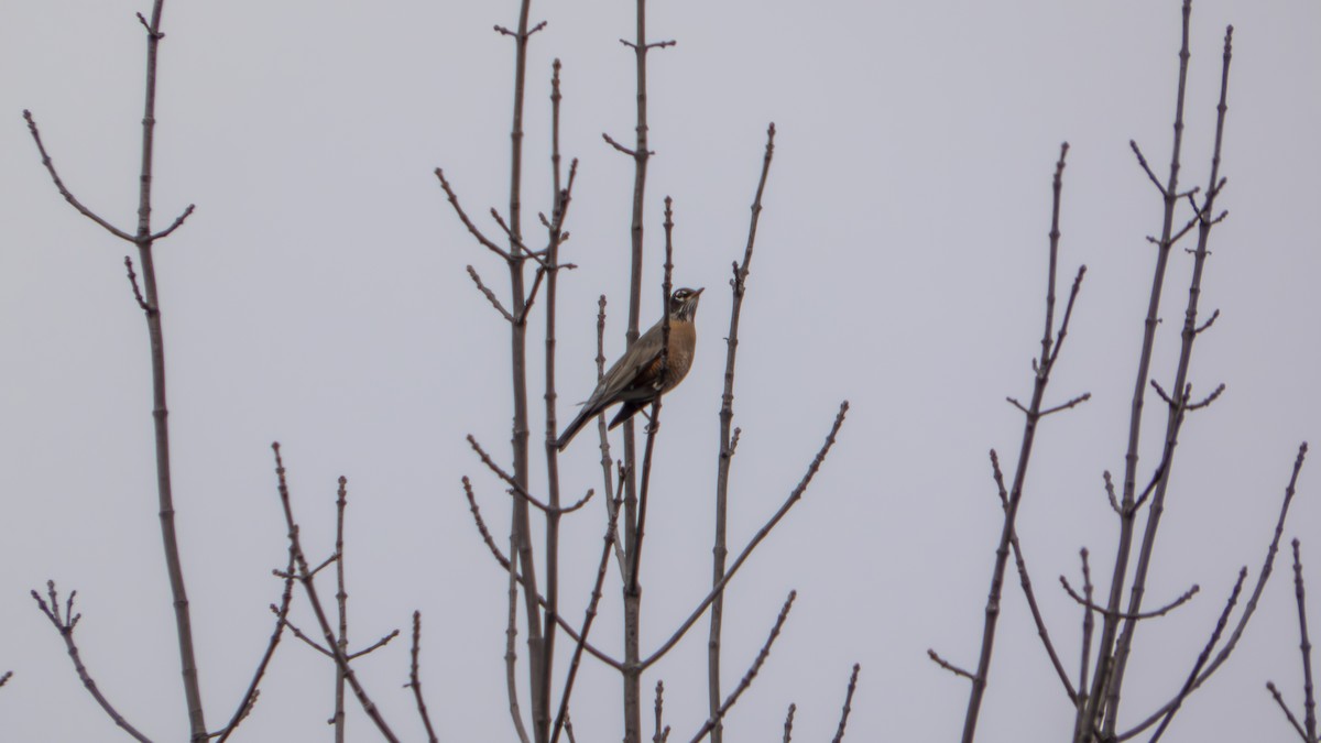 American Robin - ML647102091