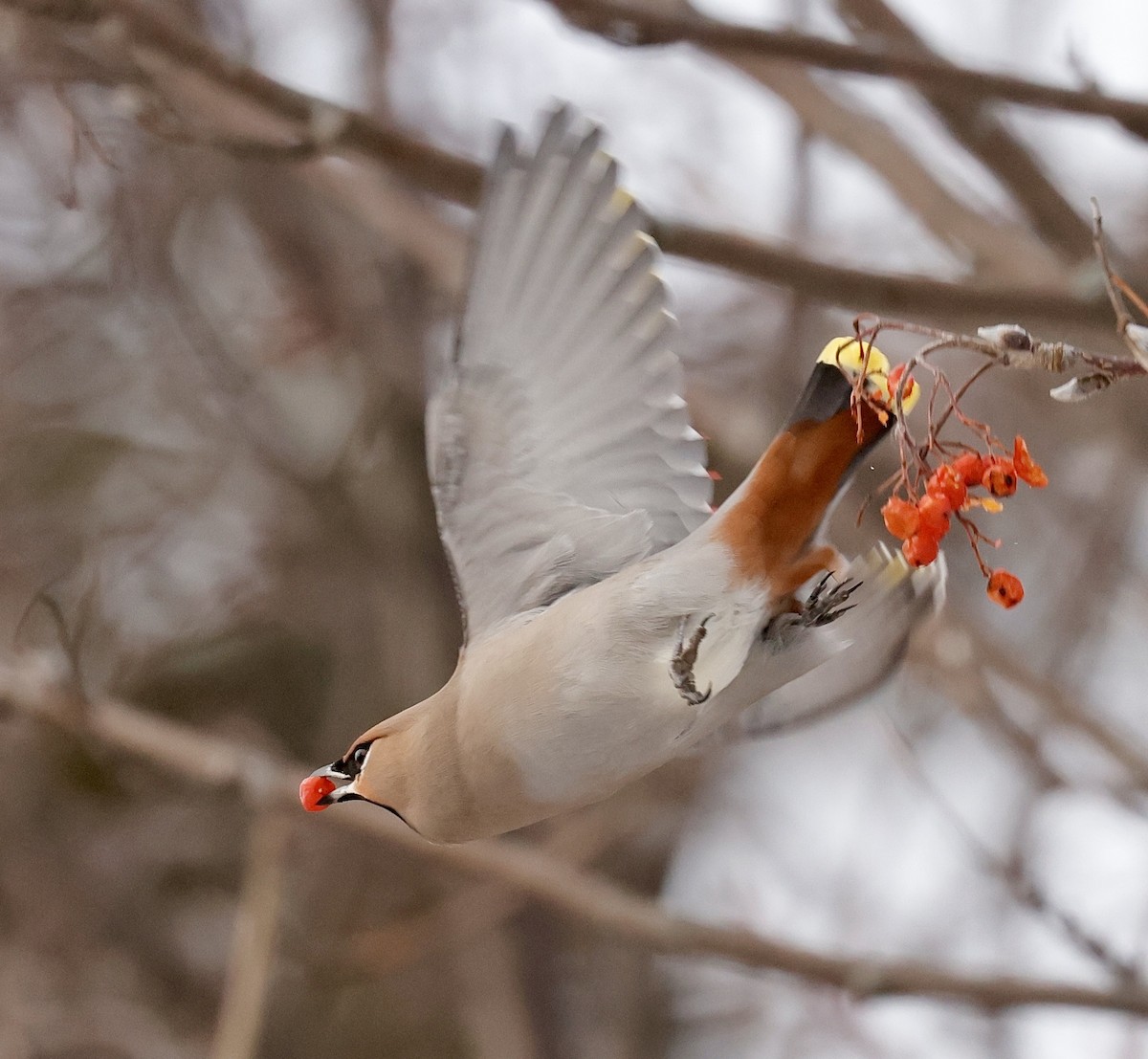 Bohemian Waxwing - ML647102092