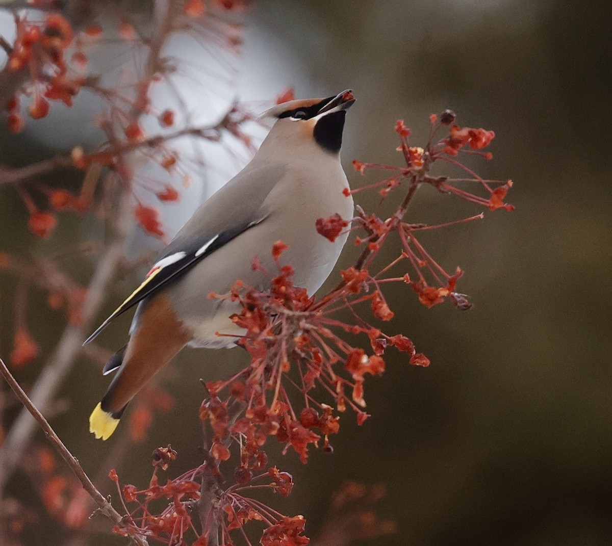Bohemian Waxwing - ML647102093