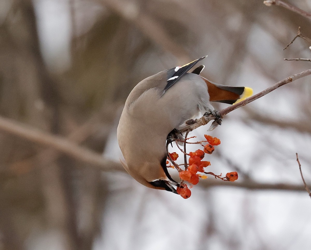Bohemian Waxwing - ML647102094