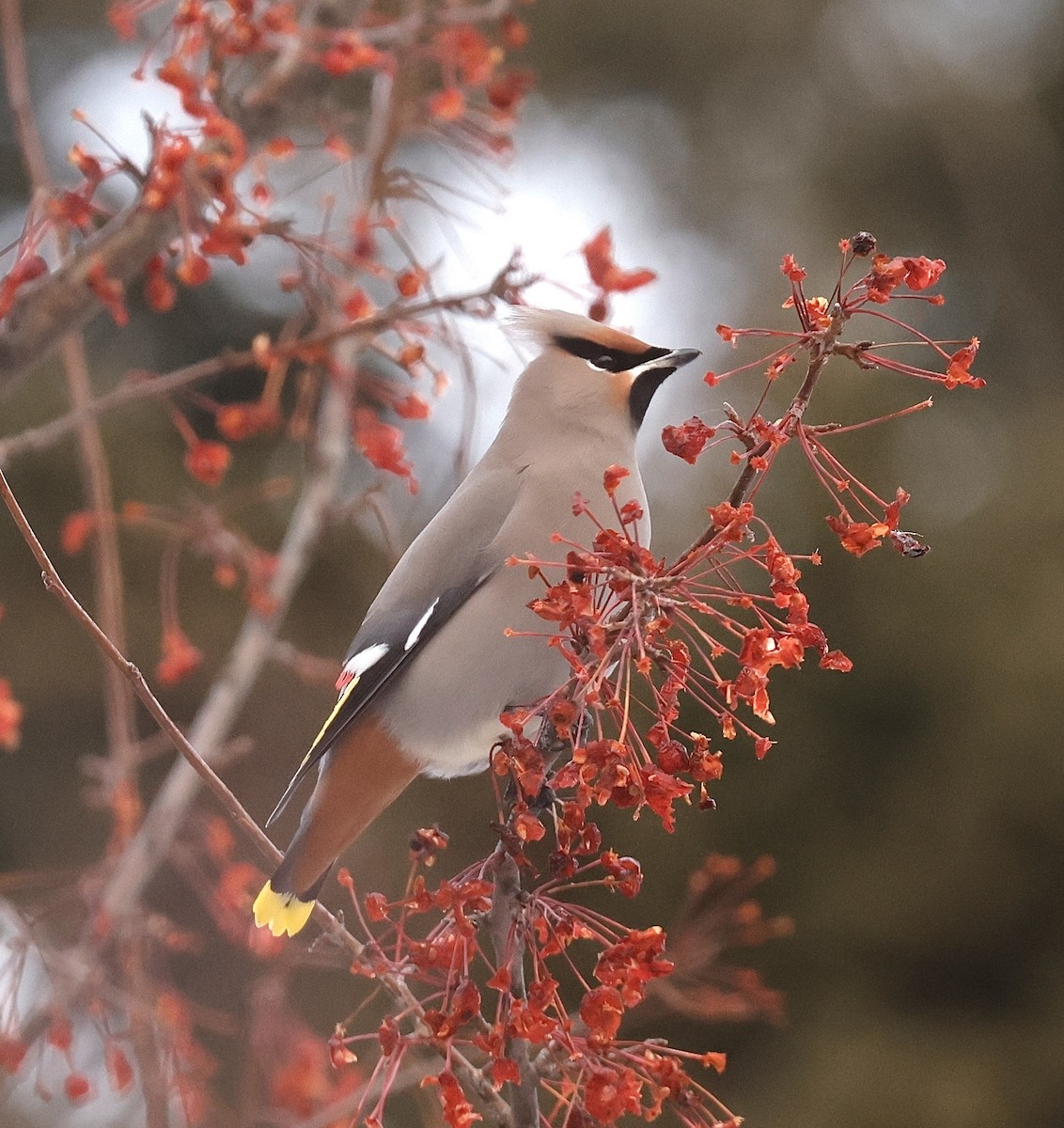 Bohemian Waxwing - ML647102095