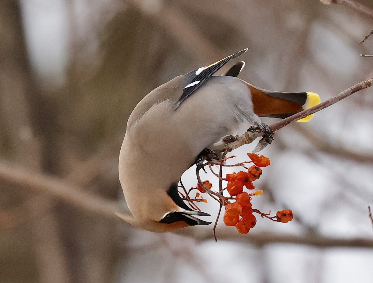 Bohemian Waxwing - ML647102096