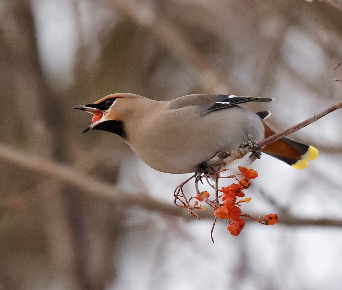 Bohemian Waxwing - ML647102097