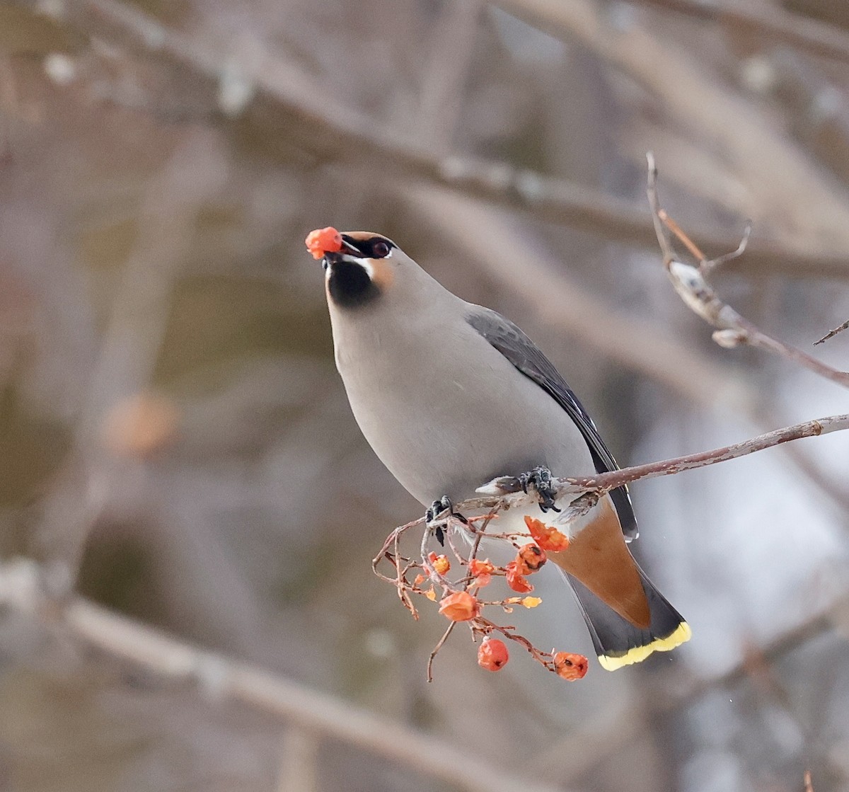 Bohemian Waxwing - ML647102098