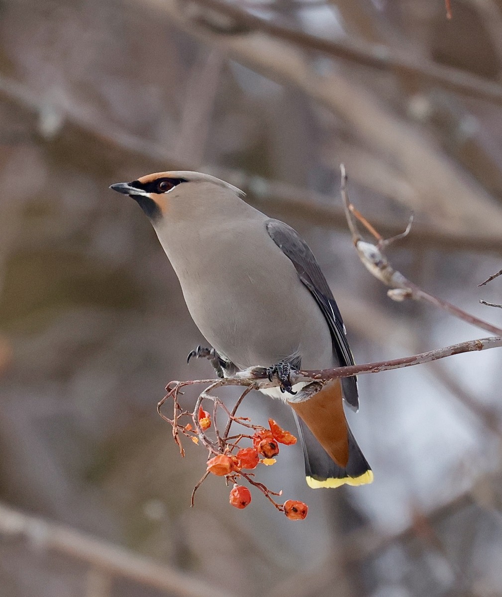 Bohemian Waxwing - ML647102099