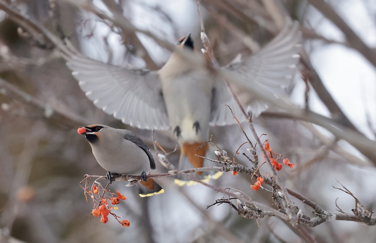 Bohemian Waxwing - ML647102100