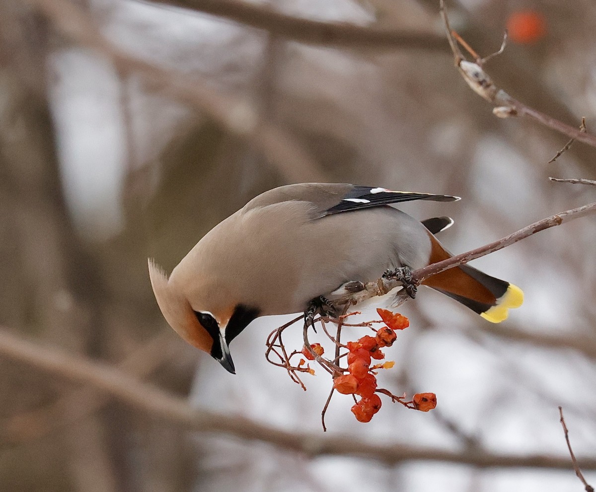 Bohemian Waxwing - ML647102101