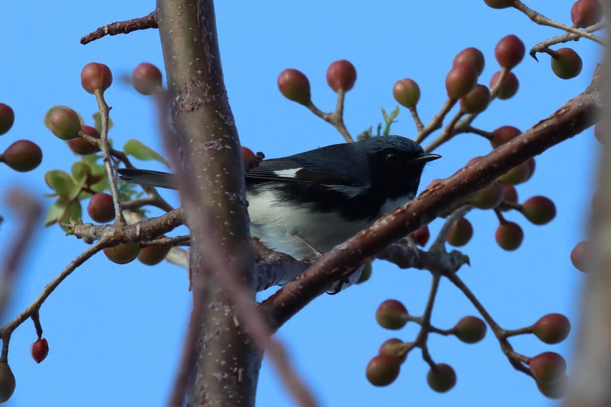 Mavi Sırtlı Ötleğen - ML647102104