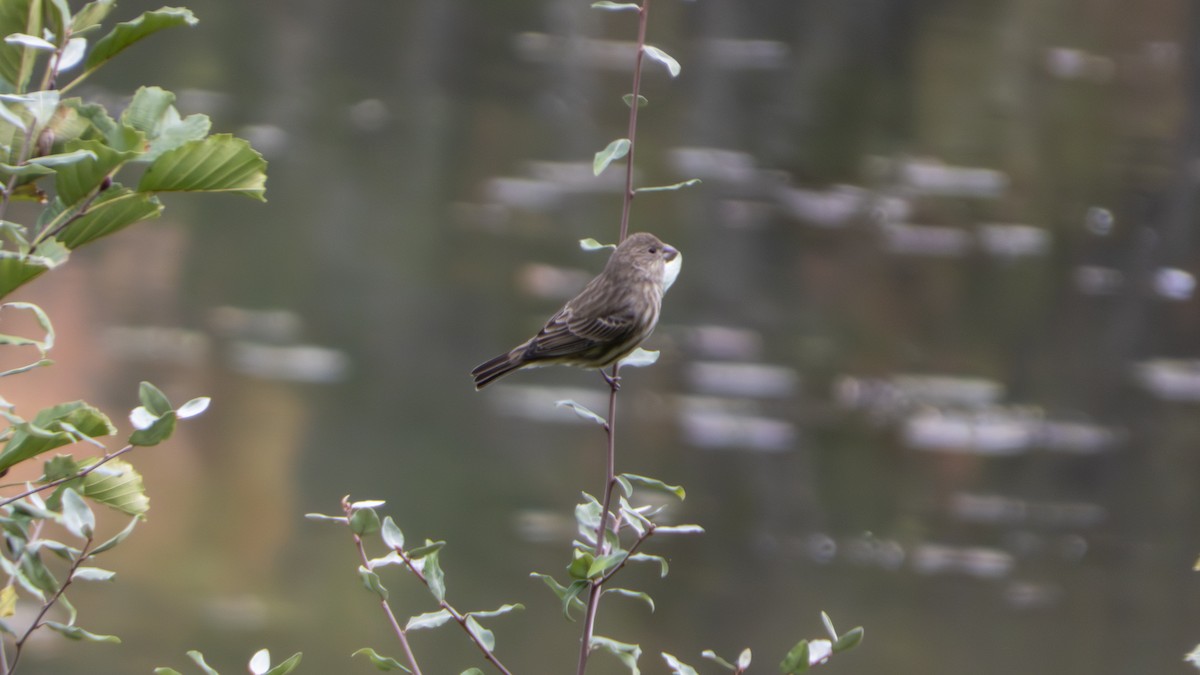 House Finch - ML647102106