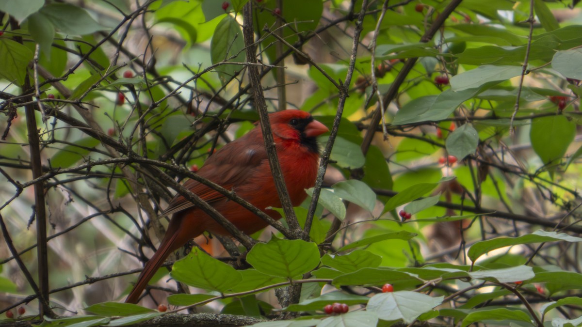Northern Cardinal - ML647102110