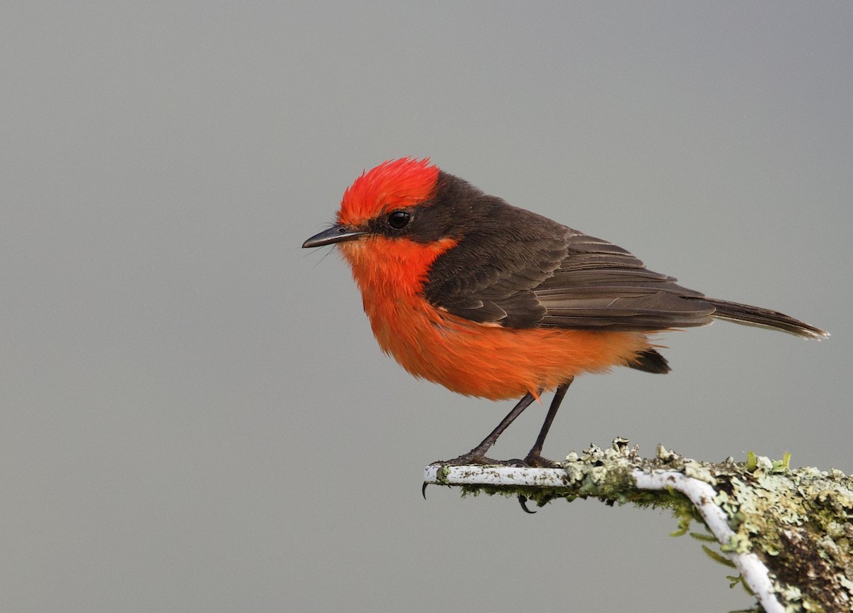 Brujo Flycatcher (Galapagos) - ML647102117