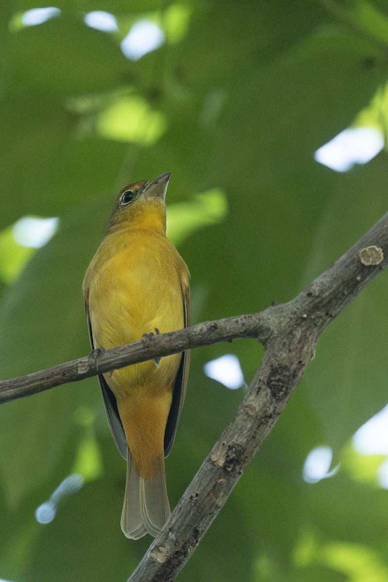 Summer Tanager - ML647102118