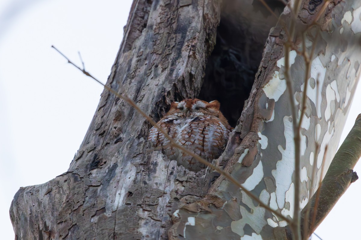 Eastern Screech-Owl - ML647102120