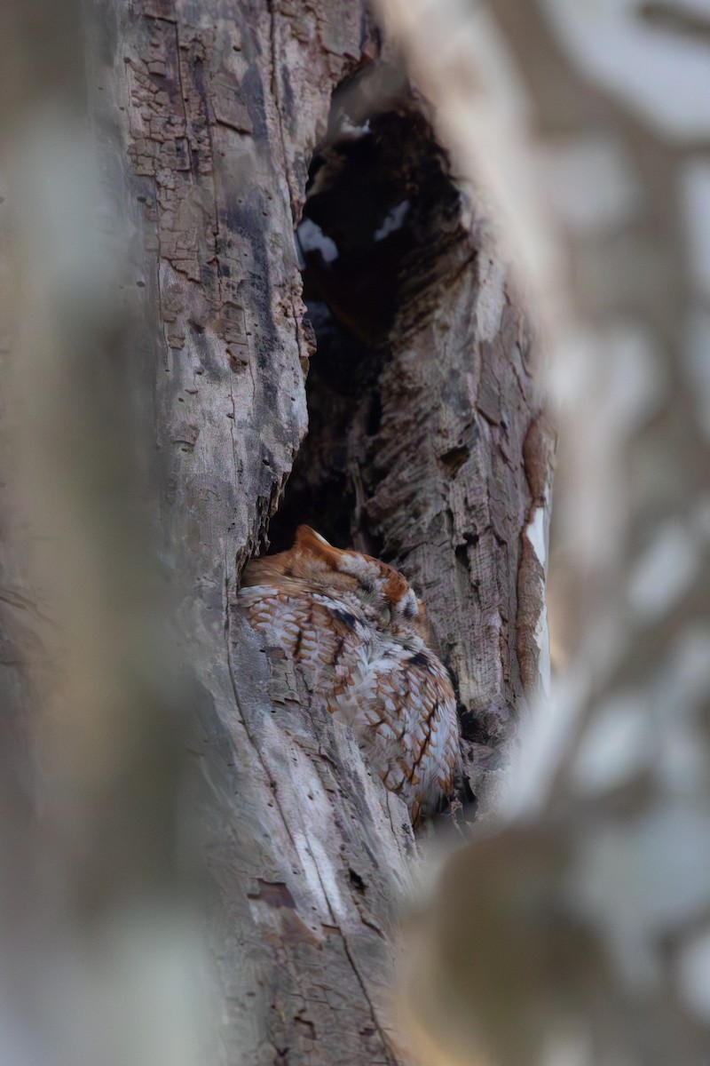 Eastern Screech-Owl - ML647102121