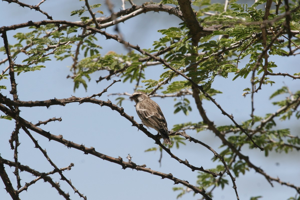 Reichenow's Seedeater - ML647102122