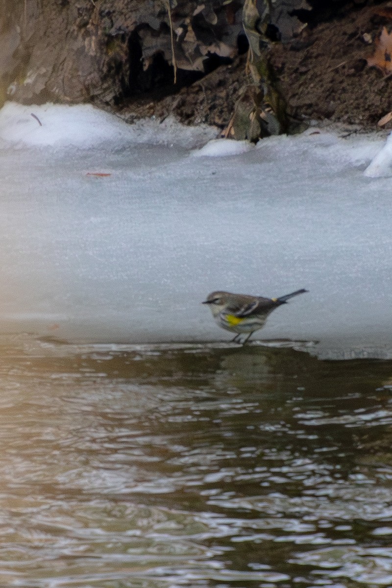 Yellow-rumped Warbler - ML647102123